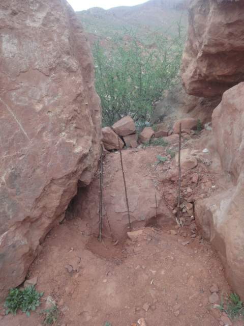 کاشت درخت در پای کوه
